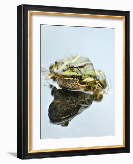 Small Pool Frog, Water, Mirroring, Frontal-Harald Kroiss-Framed Photographic Print