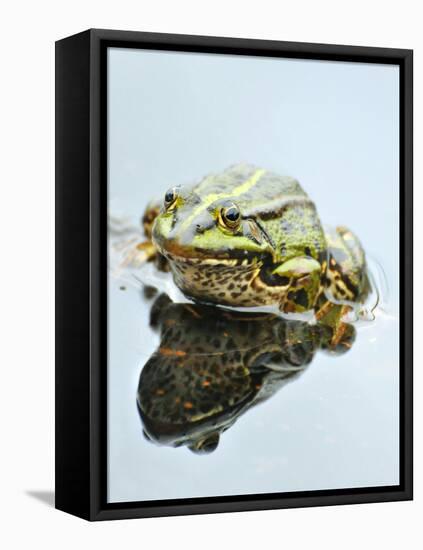 Small Pool Frog, Water, Mirroring, Frontal-Harald Kroiss-Framed Premier Image Canvas