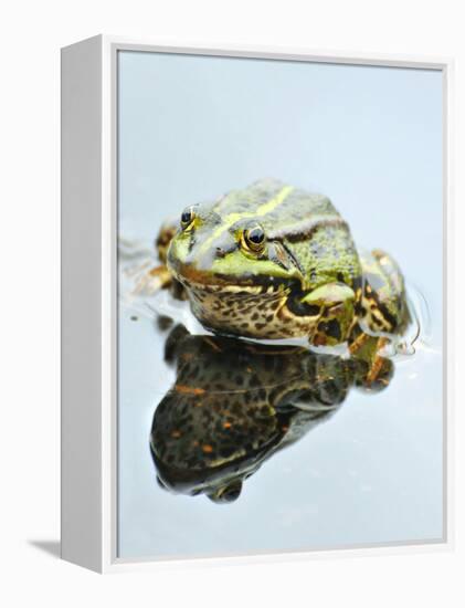 Small Pool Frog, Water, Mirroring, Frontal-Harald Kroiss-Framed Premier Image Canvas