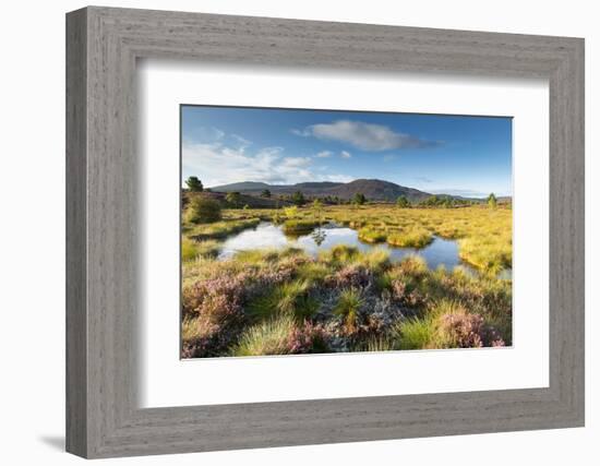 Small pool on bog moorland, Scotland, UK-null-Framed Photographic Print