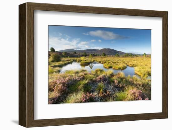 Small pool on bog moorland, Scotland, UK-null-Framed Photographic Print