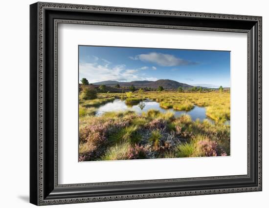Small pool on bog moorland, Scotland, UK-null-Framed Photographic Print