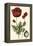 Small Poppy Blooms I-Elizabeth Blackwell-Framed Stretched Canvas