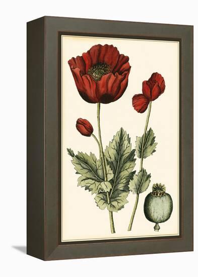 Small Poppy Blooms I-Elizabeth Blackwell-Framed Stretched Canvas