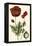 Small Poppy Blooms I-Elizabeth Blackwell-Framed Stretched Canvas