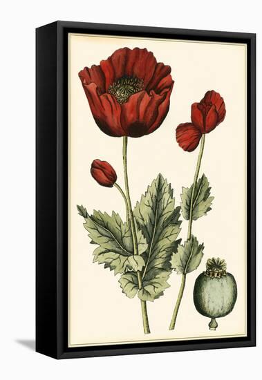 Small Poppy Blooms I-Elizabeth Blackwell-Framed Stretched Canvas