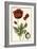 Small Poppy Blooms I-Elizabeth Blackwell-Framed Art Print