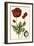 Small Poppy Blooms I-Elizabeth Blackwell-Framed Art Print