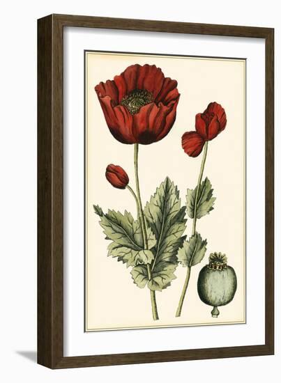 Small Poppy Blooms I-Elizabeth Blackwell-Framed Art Print