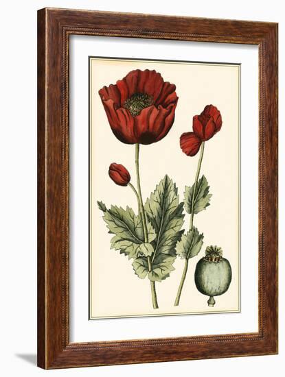 Small Poppy Blooms I-Elizabeth Blackwell-Framed Art Print