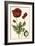 Small Poppy Blooms I-Elizabeth Blackwell-Framed Art Print