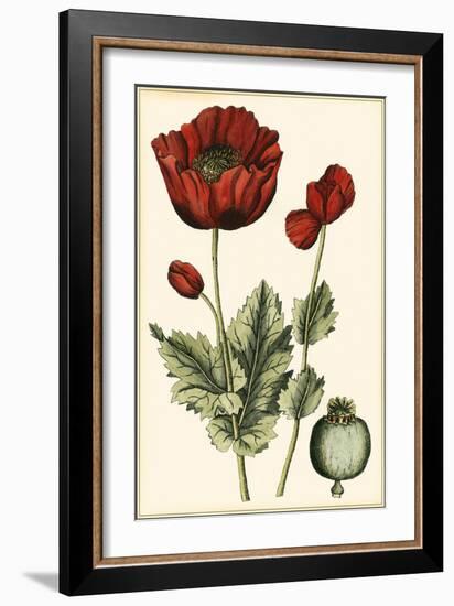 Small Poppy Blooms I-Elizabeth Blackwell-Framed Art Print