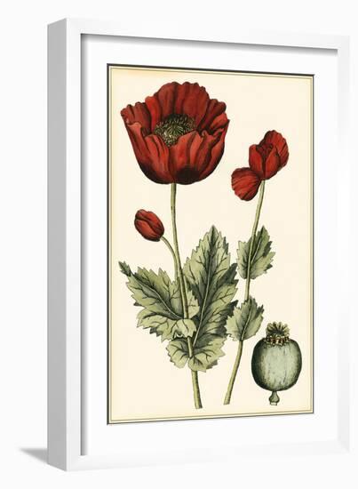 Small Poppy Blooms I-Elizabeth Blackwell-Framed Art Print