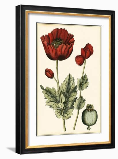 Small Poppy Blooms I-Elizabeth Blackwell-Framed Art Print