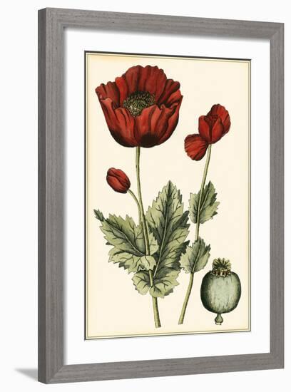 Small Poppy Blooms I-Elizabeth Blackwell-Framed Art Print