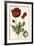 Small Poppy Blooms I-Elizabeth Blackwell-Framed Art Print