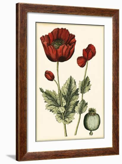 Small Poppy Blooms I-Elizabeth Blackwell-Framed Art Print