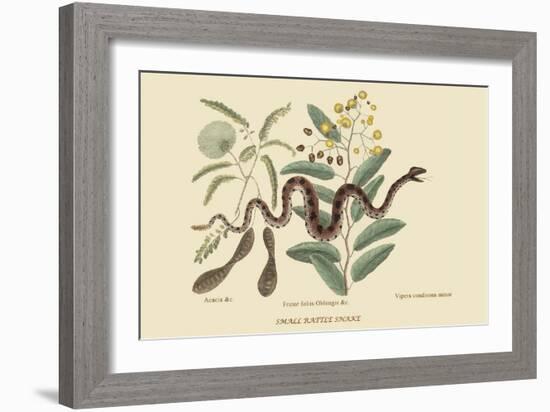 Small Rattlesnake-Mark Catesby-Framed Premium Giclee Print