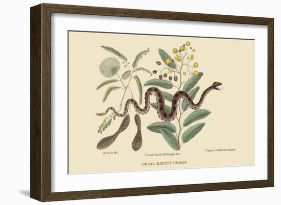 Small Rattlesnake-Mark Catesby-Framed Premium Giclee Print