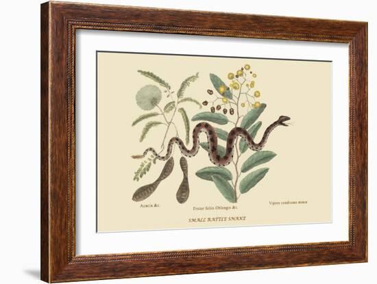 Small Rattlesnake-Mark Catesby-Framed Premium Giclee Print