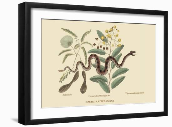 Small Rattlesnake-Mark Catesby-Framed Premium Giclee Print