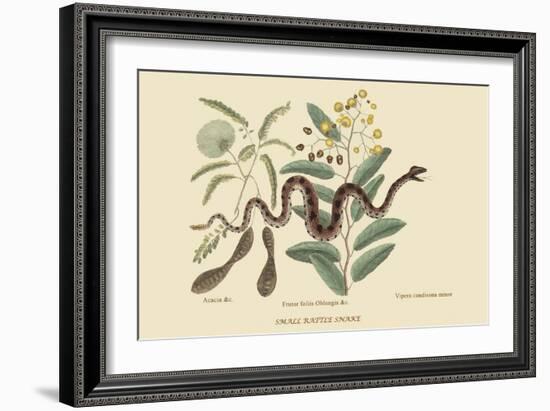 Small Rattlesnake-Mark Catesby-Framed Premium Giclee Print