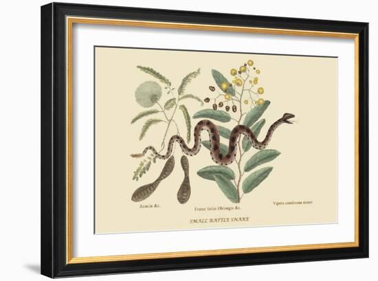 Small Rattlesnake-Mark Catesby-Framed Premium Giclee Print