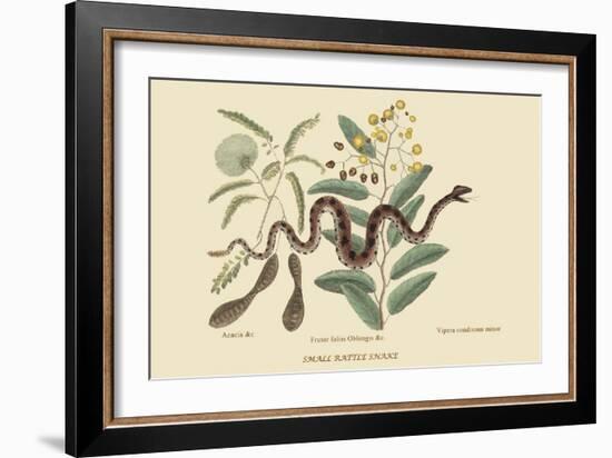 Small Rattlesnake-Mark Catesby-Framed Art Print