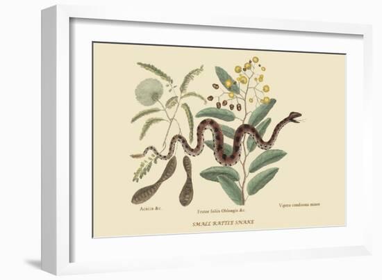 Small Rattlesnake-Mark Catesby-Framed Art Print