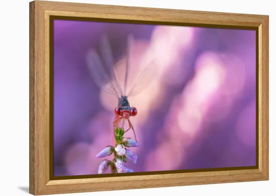 Small red damselfly resting on Heather, The Netherlands-Edwin Giesbers-Framed Premier Image Canvas