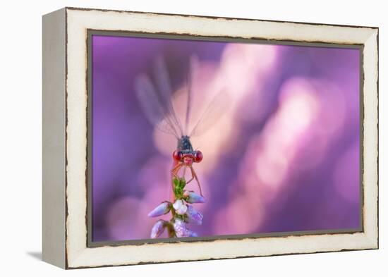 Small red damselfly resting on Heather, The Netherlands-Edwin Giesbers-Framed Premier Image Canvas