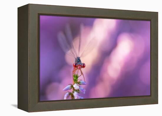 Small red damselfly resting on Heather, The Netherlands-Edwin Giesbers-Framed Premier Image Canvas