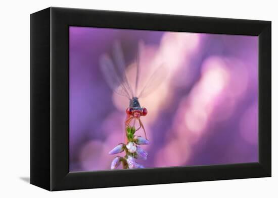 Small red damselfly resting on Heather, The Netherlands-Edwin Giesbers-Framed Premier Image Canvas