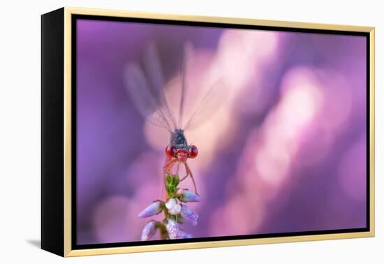 Small red damselfly resting on Heather, The Netherlands-Edwin Giesbers-Framed Premier Image Canvas