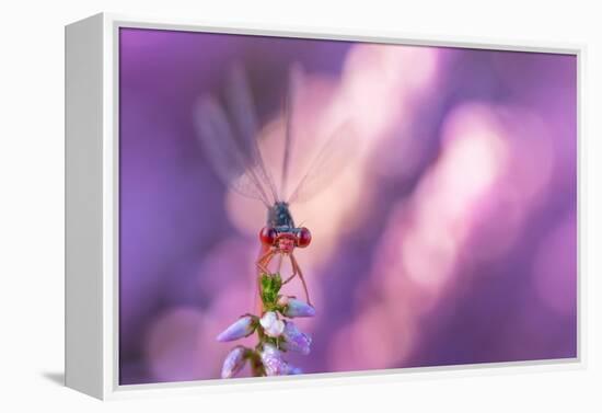 Small red damselfly resting on Heather, The Netherlands-Edwin Giesbers-Framed Premier Image Canvas