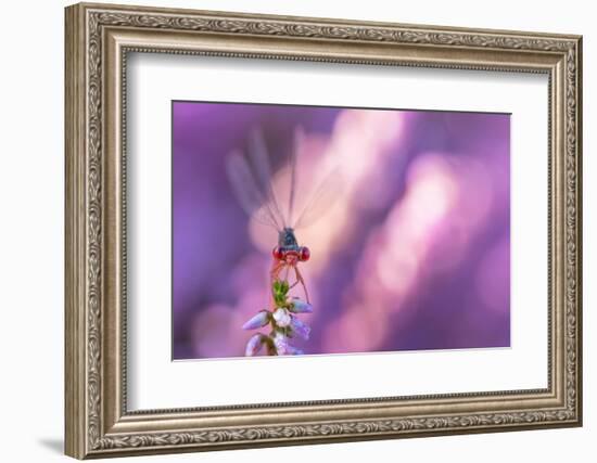 Small red damselfly resting on Heather, The Netherlands-Edwin Giesbers-Framed Photographic Print