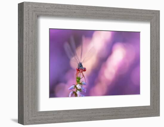 Small red damselfly resting on Heather, The Netherlands-Edwin Giesbers-Framed Photographic Print