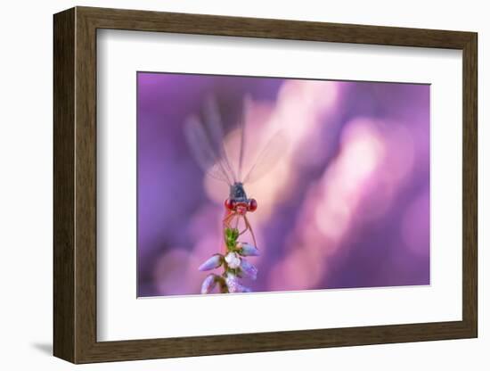 Small red damselfly resting on Heather, The Netherlands-Edwin Giesbers-Framed Photographic Print