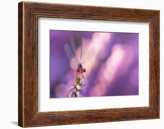 Small red damselfly resting on Heather, The Netherlands-Edwin Giesbers-Framed Photographic Print