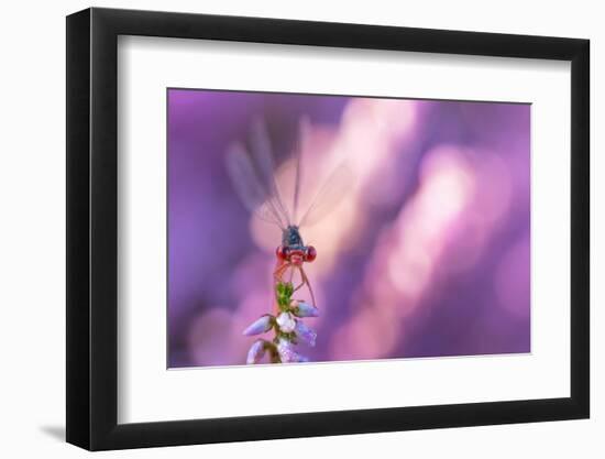 Small red damselfly resting on Heather, The Netherlands-Edwin Giesbers-Framed Photographic Print