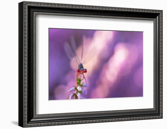 Small red damselfly resting on Heather, The Netherlands-Edwin Giesbers-Framed Photographic Print