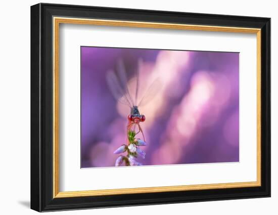 Small red damselfly resting on Heather, The Netherlands-Edwin Giesbers-Framed Photographic Print