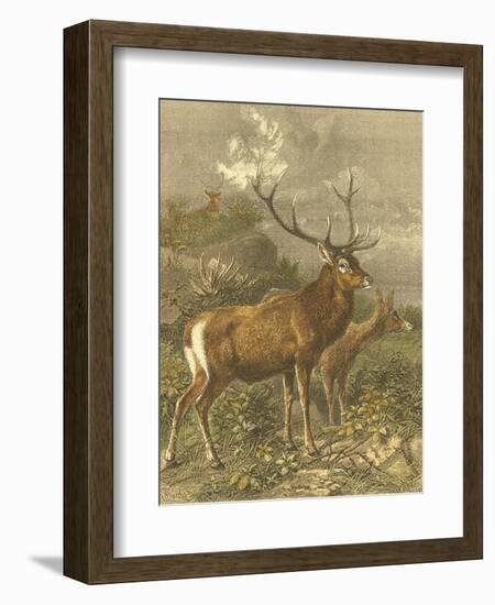 Small Red Deer-Friedrich Specht-Framed Art Print