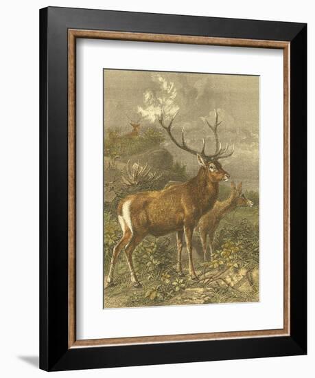 Small Red Deer-Friedrich Specht-Framed Art Print