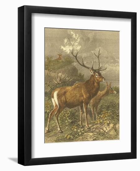 Small Red Deer-Friedrich Specht-Framed Art Print