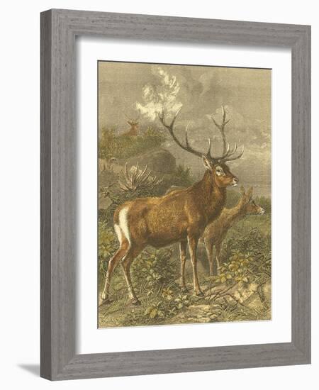 Small Red Deer-Friedrich Specht-Framed Art Print