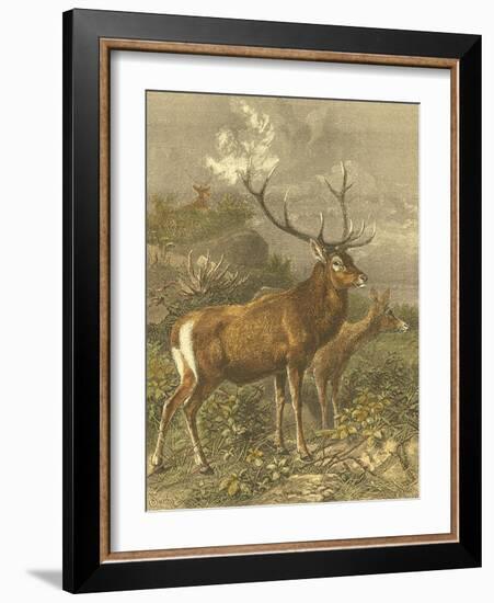 Small Red Deer-Friedrich Specht-Framed Art Print