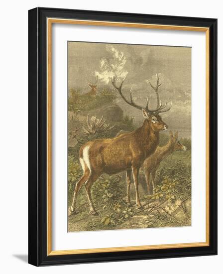 Small Red Deer-Friedrich Specht-Framed Art Print