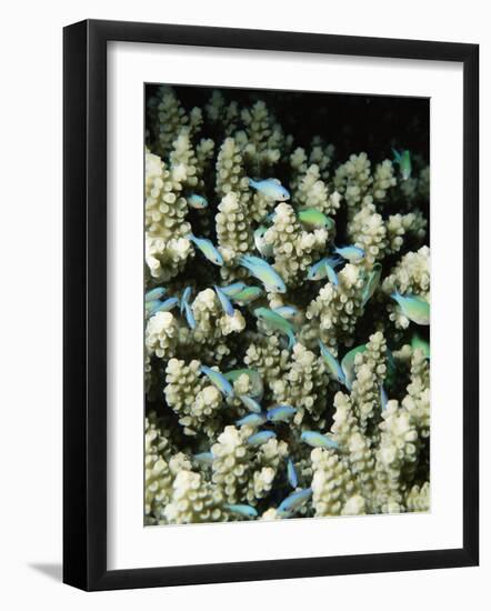 Small Reef Fish in Coral, off Sharm El-Sheikh, Sinai, Red Sea, Egypt, North Africa, Africa-Upperhall Ltd-Framed Photographic Print