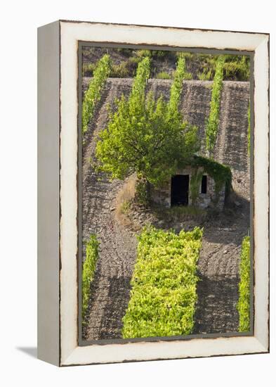 Small Rock Shed in the Vineyards in the Rolling Hills of Tuscany-Terry Eggers-Framed Premier Image Canvas
